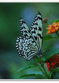 蝶恋花出塞纳兰性德诗歌鉴赏