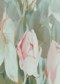 谁拯救谁i绿下树荫百度