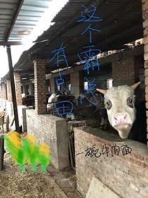 这个霸总我宠了txt资源