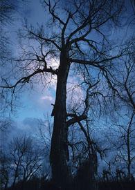 巡夜人日志演员