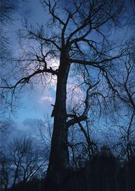 女主能做梦梦到原书内容