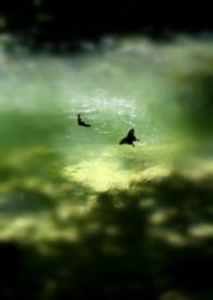 醒过的花还能放多久