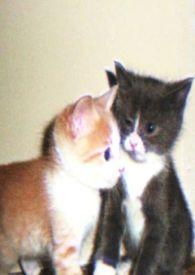 穿成六零资本家娇小姐